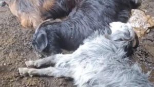 Tarsus’ta ahıra yıldırım düştü: 5 küçükbaş hayvan telef oldu