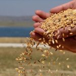 TMO, TÜRİB üzerinden lisanslı depolardaki buğdayı serbest satışa sunuyor