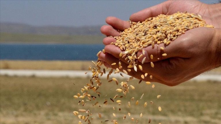 TMO, TÜRİB üzerinden lisanslı depolardaki buğdayı serbest satışa sunuyor