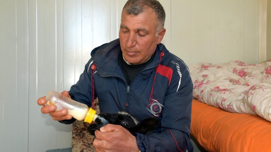 Van’da annesi ölen kuzuya bakıyor