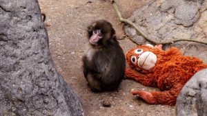 Yavru maymun Punch’ın son hali! Artık yalnız değil…