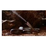 ‘Zehir Dosyaları: Yılan Isırığının Anatomisi’, 29 Mart Pazar 20.00’de National Geographic WILD Ekranlarında!