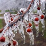 Zirai Don İçin Riskli Dönem Yaklaşıyor