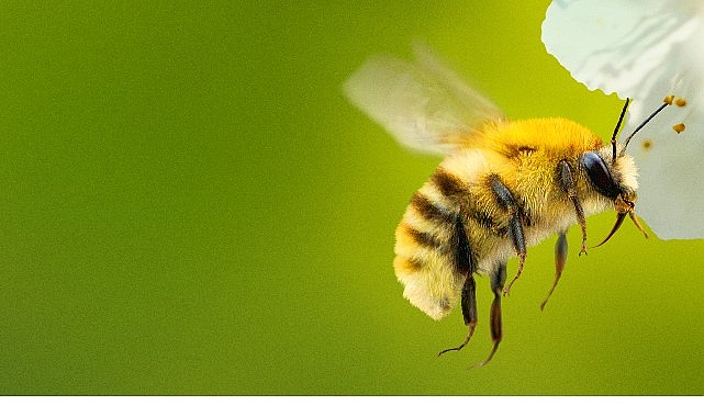‘Arıların Gizemli Dünyası’, 7 Nisan Salı Saat 20.00 ve 21.00’de İki Bölüm Art Arda National Geographic WILD Ekranlarında İzleyicilerle Buluşuyor!