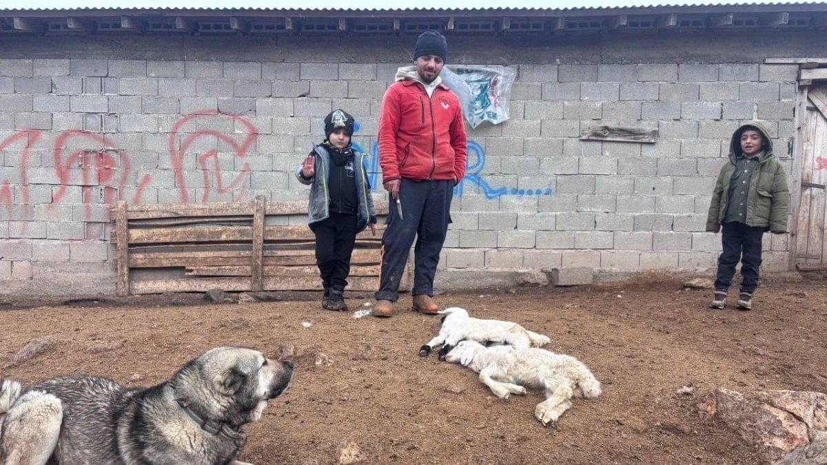 Erzincan’da kuzular telef oldu
