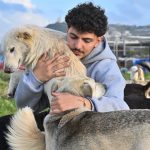 İsrail’in saldırılarında yerinden edilen hayvanlara Lübnanlı genç sahip çıktı