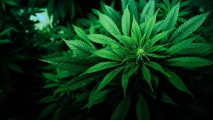 Kenevirde yeni ekonomi modeli: Sağlık alanında kullanılacak