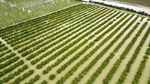 Mersin’de sağanak: Tarım arazileri su altında kaldı