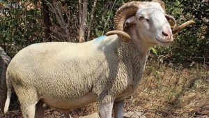 Ordu’da 1.600 koyun ve koç alım ihalesi gerçekleştirilecek